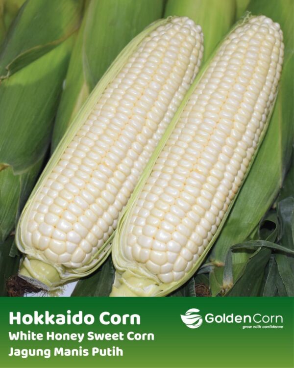 Hokkaido Corn – Historical past, Numerous sorts and The right way to take pleasure in deliciously