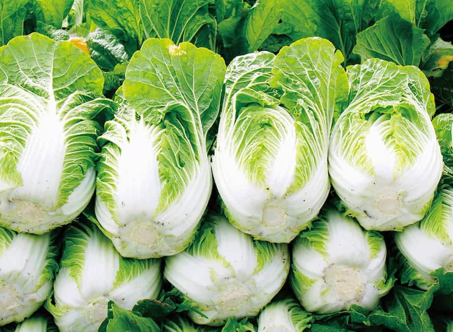 Napa Cabbage Gyoza 白菜の餃子 • Simply One Cookbook