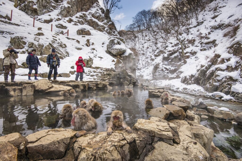 Is Jigokudani the Greatest Place to See Snow Monkeys in Japan?
